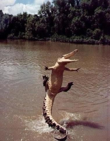 Happiest alligator in history. Never thought I'd see an alligator smile! :) Smiling Animals, 웃긴 사진, Winter Break, Silly Animals, Crocodiles, Reptiles And Amphibians, Weird Animals, Happy Animals, Animals Of The World