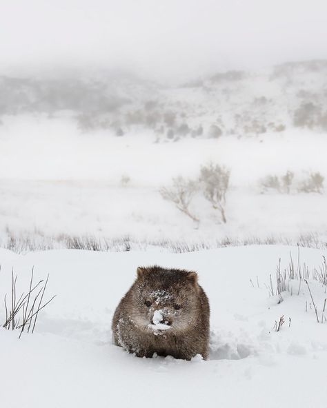 Nature Wallpapers Aesthetic, Aesthetic Wildlife, Cute Wombat, Tattoo Nature, Animals Tattoo, Nature Wallpapers, Australian Wildlife, Australian Animals, Animal Sketches