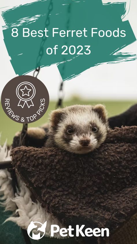 We don’t want to feed our ferrets just any old food. We only want to feed our ferrets the best foods that will satisfy all of their nutritional requirements. That’s why we set out to find the best ferret foods on the market, which we will share with you in the following eight reviews. - read on to know more... #bestferretfood #petkeen #smallpets #petfood #petlovers #ferretpet #ferret Ferret Diet, Ferret Food, Ferret Care, Ferrets Care, Raw Cat Food Recipes, A Ferret, Prey Animals, Best Cat Food, Types Of Cats