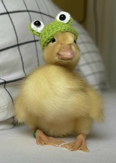 Regnul Animal, Pet Ducks, Cutee Animals, Cute Ducklings, Cute Small Animals, Cute Animals Puppies, Funny Animal Photos, Little Duck, Baby Ducks