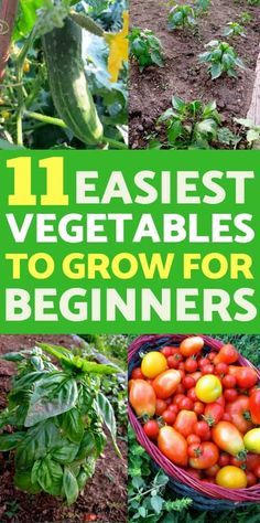 Easiest Vegetables To Grow, Best Vegetables, Vegetables To Grow, Easy Vegetables To Grow, Vegetable Garden For Beginners, Garden Types, Home Vegetable Garden, Organic Gardening Tips, Organic Vegetables