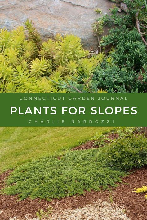 Views of slope gardens. How To Landscape A Hillside Sloped Yard, Landscaping With Boulders On A Slope, Planting Slopes, Plants For Slopes, Ti Plant, Landscaping On A Hill, Sloped Yard, Gardening Landscaping, Sloped Garden