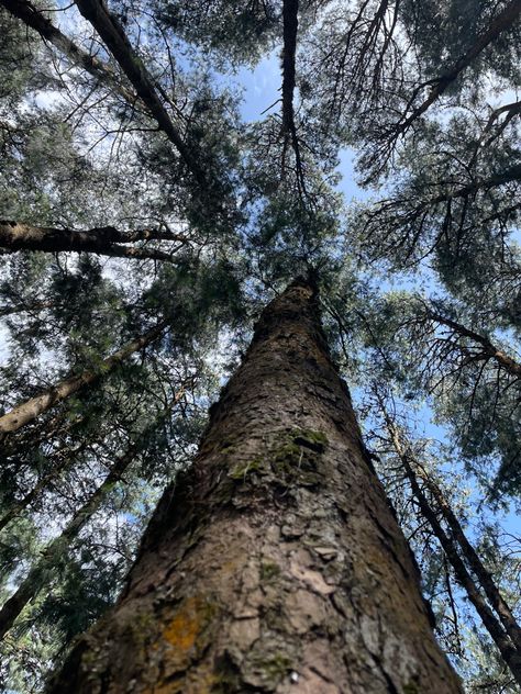 Pine trees, pine forest Pine Forest Ooty, Ooty, Evergreen Trees, Pine Forest, Photo Tree, Travel Board, Pine Trees, Pine Tree, A Group