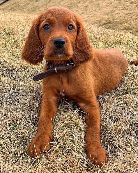 Red Coated Dog Breeds: 18 Pups With Beautiful Red Coats 1 Red Hair Dog, Harrier Dog, Medium Dog Breeds, Red Dogs, Red Coats, Hyper Dog, Beautiful Dog Breeds, Dog Breeds Medium, Red Heeler