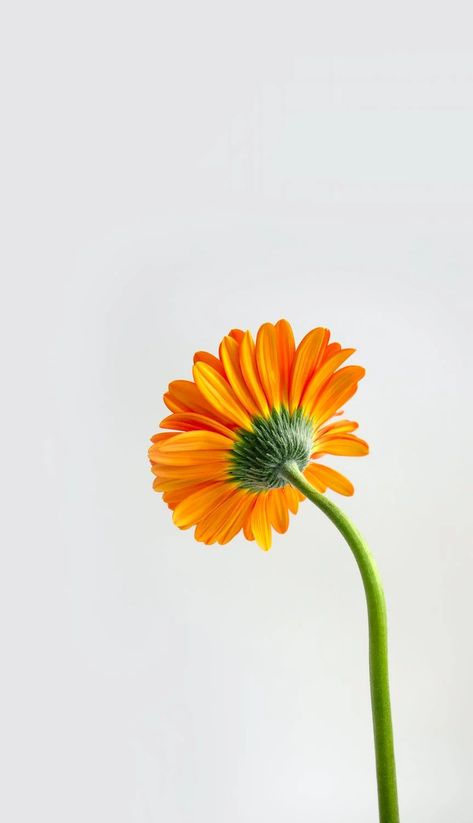 Minimalist Flower Photography, Flowers Up Close, Yellow Flower Pictures, Flower Close Up, Minimal Photography, Minimalist Flowers, Close Up Photography, Simple Photo, Gerbera Daisy