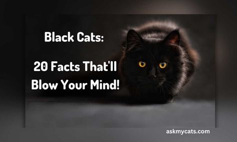 Unravel the enigma of black cats! Dive into 20 astonishing facts and myths that'll change how you see these feline beauties. Click to uncover the secrets! Black Cat Personality, National Black Cat Day, Black Cat Humor, Facts And Myths, Black Cat Day, Cat Humor, Genetic Mutation, Secrets Revealed, Why Do People