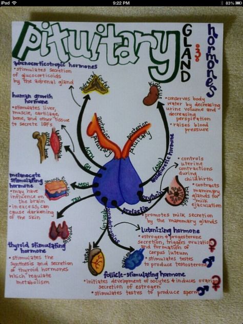 Pituitary Gland Study Diagrams, Human Anatomy Study, Pa School, Pituitary Gland, Nursing School Survival, Nursing School Studying, Nursing School Tips, Nursing School Notes, Medical Studies