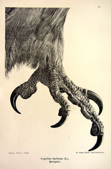 Antique 1903 sharp claw of bearded vulture by LyraNebulaPrints, $19.50 Animal Feet Drawing, Talons Drawing, Bird Claws, Gingerbread Inspiration, Rabe Tattoo, Bearded Vulture, Turkey Vulture, Animal Action, Arte Peculiar