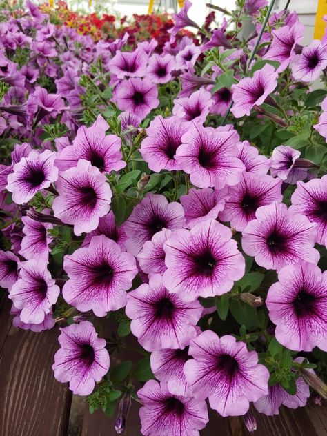 Hanging Basket Purple Petunia 2019 - Longfellow's Greenhouses Purple Petunias, Whimsical Paintings, Cards Sign, Hanging Baskets, Petunias, Garden Center, House Plants, Planting Flowers, Gift Card