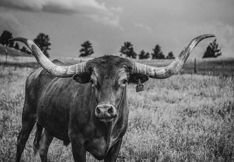 Kristen Schurr on Instagram: “𝘓𝘰𝘯𝘨𝘩𝘰𝘳𝘯𝘴 𝘰𝘧 𝘋𝘦𝘷𝘪𝘭𝘴 𝘛𝘰𝘸𝘦𝘳 │ 𝘞𝘺𝘰𝘮𝘪𝘯𝘨⁣ ⁣ ⁣ #ranchthings #longhorncattle #ranching #westernlifestyle #ranchphotography #longhornsteer #wyoming…” Long Horn Wallpaper, Texas Longhorn Cow, Devils Tower Wyoming, Canvas Black And White, Longhorn Cattle, Cow Photos, Long Horn, Longhorn Cow, Cow Pictures