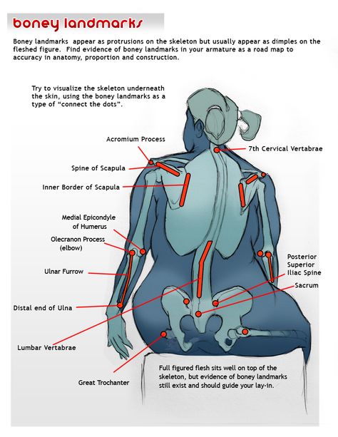 Bony landmarks Anatomy Reference Female, Fat Reference, Anatomy Construction, Bony Landmarks, Bones Drawing, Anatomy Bones, Drawing Anatomy, Anatomy Tutorial, Figure Reference