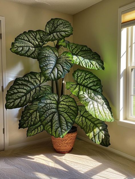 Big Leaf Plants, Gorgeous Plants, Plant Goals, Growing Plants Indoors, Big Plants, House Plants Decor, Colorful Plants, Room With Plants, House Plants Indoor