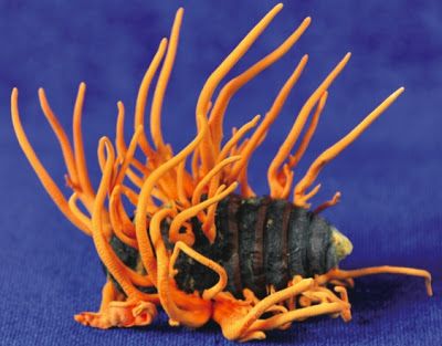 "Cordyceps fungi invades its hosts (mainly arthropods), and its mycelium eventually replaces the host's tissue. Once the arthropod is dead, cylindrical or branching growths emerge from the creature's dead body. Some species also have mind-control capabilities, convincing the host to travel to a place where the fungus will find optimal growth conditions before the host dies." Cordyceps Mushroom, Slime Mold, Lichen Moss, Slime Mould, Fungal Nail, Mushroom Fungi, Arthropods, Nail Fungus, Wild Mushrooms