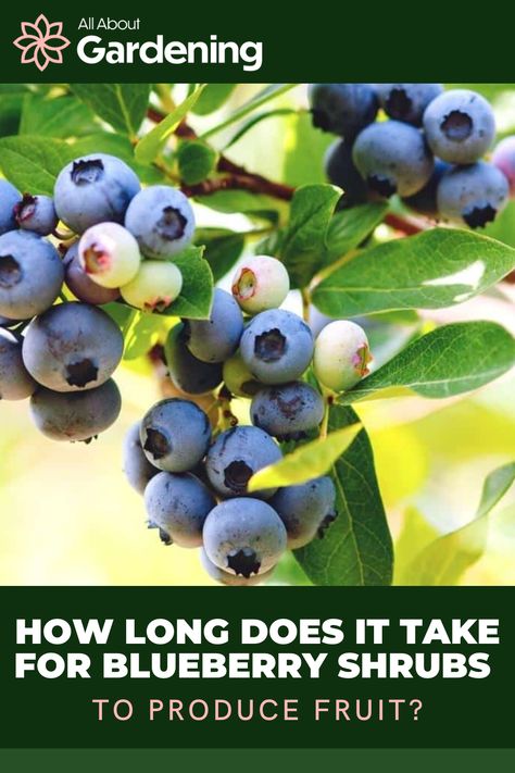 Blueberry Companion Plants, Pioneer Living, Backyard Hacks, Blueberry Varieties, Suburban Homestead, Blueberry Gardening, Growing Blueberries, Berry Garden, Blueberry Plant