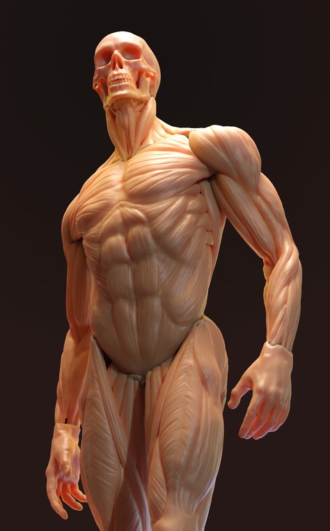 ArtStation - Anatomy study Body Muscle Anatomy, 남성 근육, Male Body Drawing, Human Muscle Anatomy, Human Anatomy Reference, Human Anatomy For Artists, 3d Anatomy, Anatomy Practice, Artists Painting