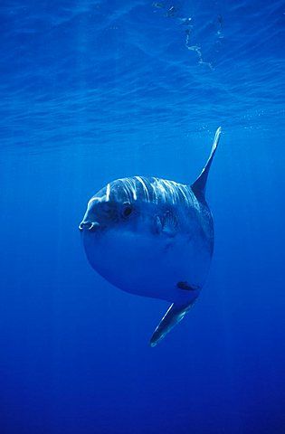 Portugal People, Ocean Sunfish, Moon Fish, Sun Fish, Ocean Energy, Weird Sea Creatures, Bone Fish, Mola Mola, Ocean Wildlife