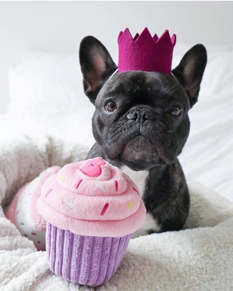 French  Bulldogs on Instagram: “Happy birthday! Tag your pics with #french_bulldogs to be featured. 📷: @jipthefrenchie” Bulldog Happy Birthday, Happy Birthday French Bulldog, French Bulldog Birthday, Funny Frenchies, Bulldog Birthday, Fruit Bats, Toy Bulldog, Celebrating Birthday, Birthday Tag