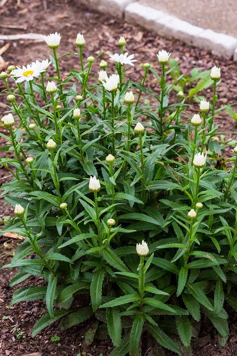 When and How to Prune Shasta Daisies | Gardener’s Path Shasta Daisy Care, Shasta Daisy Companion Plants, Shasta Daisy Landscaping, Garden Winter Prep, Pruning Plants, Garden Winter, Shasta Daisy, Shasta Daisies, Garden Magic