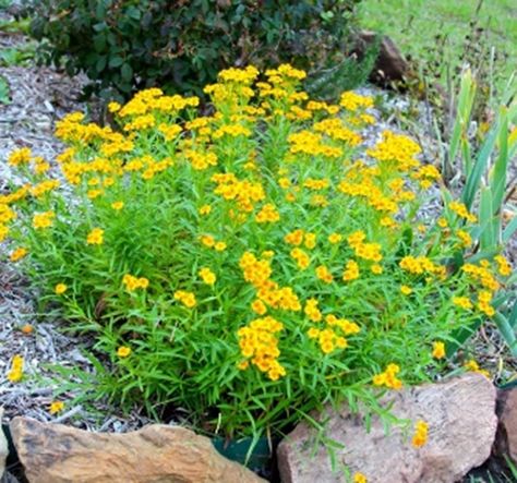 Mexican Mint Marigold Mexican Marigold, Marigolds In Garden, Mint Herb, Mint Seeds, Low Growing Shrubs, Moringa Tree, Small Yellow Flowers, Perennial Herbs, Sandy Soil