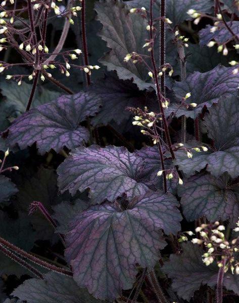 Frosted Violet Coral Bells  Heuchera 'Frosted Violet' Plant Spring Perennials, Purple Foliage, Coral Bells Heuchera, Easy Perennials, Monrovia Plants, Goth Garden, Gothic Garden, Best Perennials, Coral Bells