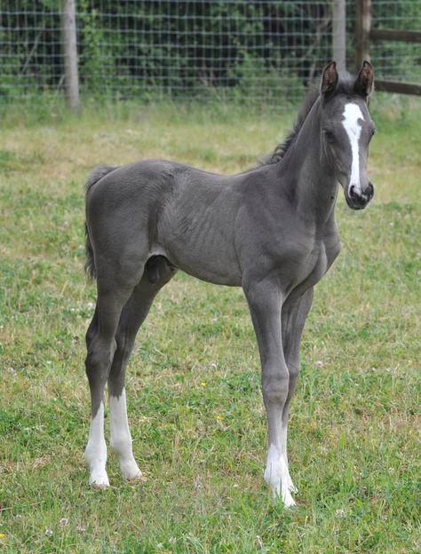 Grey foal. I'd love a horse this color. This is gorgeous <3 Cute Foal Pictures, Ahal Teke, Most Beautiful Horses, Grey Horse, Baby Horses, Horse Crazy, Cute Horses, Horse Photos, Horse Coloring