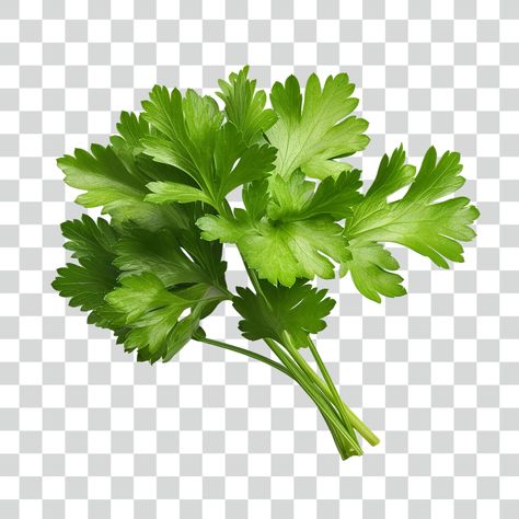 coriander, vegetable food #coriander #vegetable #food Pasta Png, Stickers Sketch, Food Elements, Food Background Wallpapers, Instagram Design Creative, Food Background, Vegetable Garden Tips, Creative Advertising Design, Lightroom Presets Collection