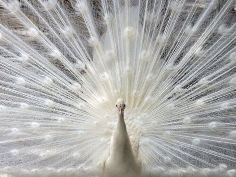 Peacock, Sarasota Albino Peacock, Peacock Wallpaper, White Peacock, Image Nature, Bird Wallpaper, White Bird, White On White, National Geographic Photos, Shades Of White