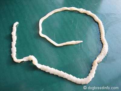 The above photograph clearly shows a well-known parasite, the dreaded tapeworm. It's very harmful and usually found inside humans and dogs. Tape Worm In Humans, Tapeworms In Dogs, Cat Remedies, Worms In Dogs, Dog Remedies, Dog Health Tips, Puppy Care, Natural Home Remedies, Cat Care