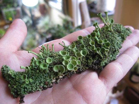 cladonia “pixie cup” lichen Pixie Cup Lichen, Lichen Terrarium, Moss And Lichen Embroidery, Lichen On Rocks, Moss And Lichen, Lichen Moss, Plant Fungus, Moss Terrarium, Moss Garden