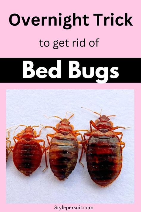 If you’re dealing with a bed bug infestation, fret not! This guide, we will walk you through step-by-step how to effectively get rid of bed bugs from your home. Learn the best diy bed bug killer. Bed Bug Trap Diy, How To Get Rid Of Bed Bugs For Good, Bed Bugs How To Get Rid Of Diy, Diy Bed Bug Spray, Getting Rid Of Bed Bugs Fast, Get Rid Of Bed Bugs Fast Diy, Bedbugs Removal Diy, Bed Bugs How To Get Rid Of Fast, Bed Bugs How To Get Rid Of