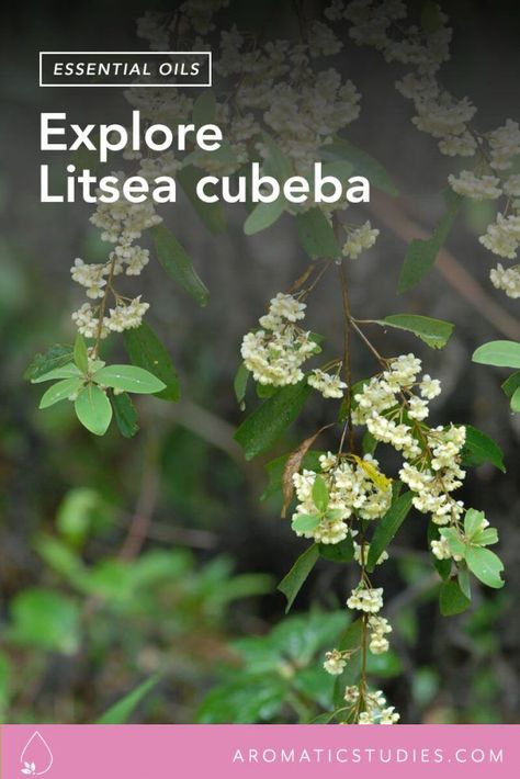 Litsea essential oil May Chang, Bay Laurel, Laurus Nobilis, Litsea Cubeba, The School, The Tree, Home Remedies, Health Tips, Cinnamon