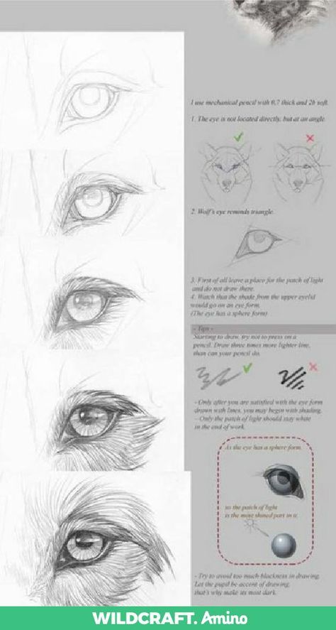 Dog Fur Drawing Tutorial, How To Draw Dog Fur, How To Draw Dog Eyes, Dog Eyes Drawing, Dog Portrait Drawing, Dog Drawing Tutorial, Dog Portraits Painting, Dog Portraits Art, Pencil Drawings Of Animals