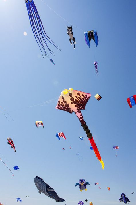 People, Dogs, and Kites - A Strange Combination. Kite Aesthetic Photography, Kite Aesthetic, Pool House Party, House Party Aesthetic, The Paper Kites, The Off Season, Kite Designs, Go Fly A Kite, Dont Touch My Phone Wallpaper