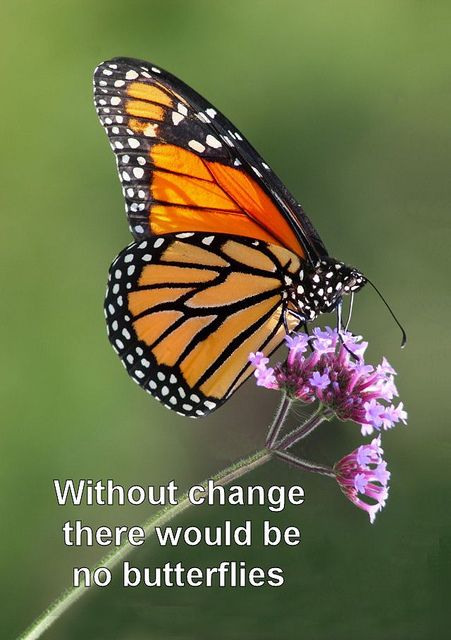 Without change there would be no butterflies Without Change There Would Be No Butterflies, Without Change There Would Be No, Butterfly Pavilion, Shoulder Piece, Butterfly Quotes, Butterfly Butterfly, Wildlife Safari, Butterfly Pictures, Butterfly Wall Art