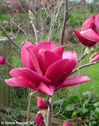 Magnolia x 'Ian's Red' | Magnolia Picard's Ruby x Magnolia Vulcan Pruning Rhododendrons, Tulip Magnolia, Red Magnolia, Flowers Photography Wallpaper, Plant Protection, Magnolia Trees, Magnolia Flower, Garden Trees, Flower Bud