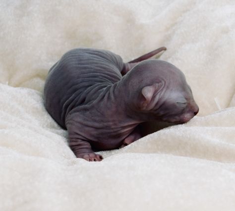 A newborn Eeky - April 29, 2020 - such a beautiful baby💕 Blue Dwelf Sphynx, Cat, Kitty, Sphynx, Love, Elf, Bambino, Cute, Kitten, Baby. Instagram - @icelusthedwelf Cute Kitten, Sphynx Cat, April 29, Sphynx, Baby Blue, Elf, Kittens, Kitty, Animals