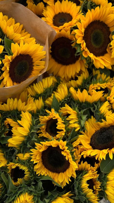 Sunflower Bunch, Sunflower Iphone Wallpaper, Pearl Wallpaper, Sunflower Arrangements, Sunflowers And Daisies, Sun Flowers, Autumn Magic, Sunflower Wallpaper, Lifestyle Blogs