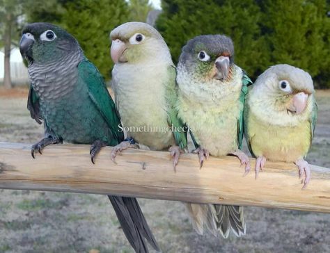 Turquoise, Cinnamon Turquoise, Yellow-sided Turquoise and Pineapple Turquoise Green Cheek Conure (Something Cheeky) Cinnamon Conure, Turquoise Conure, Turquoise Green Cheek Conure, Pineapple Conure, Conure Bird, Green Cheek Conure, Conure Parrots, Budgie Parakeet, Crazy Bird