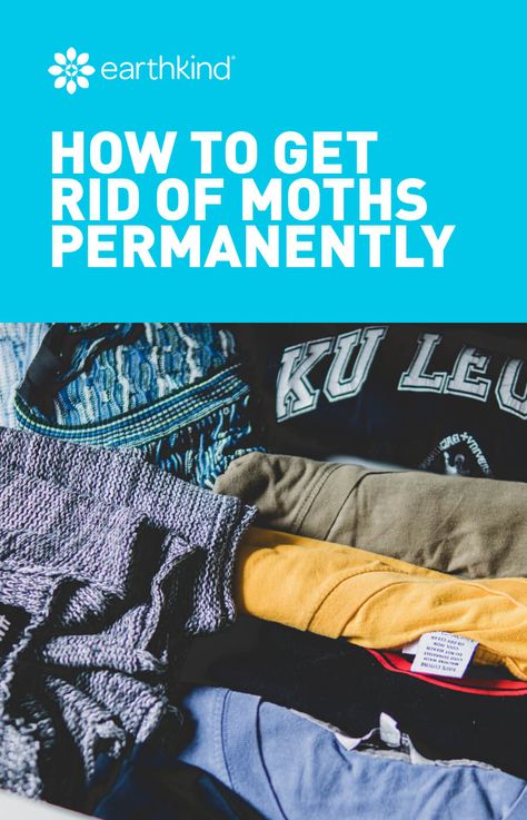 How To Get Rid Of Moths In The House, Moth Nest, Moth Facts, Dorm Shopping List, Getting Rid Of Moths, Skill Issue, Pantry Moths, Cedar Chips, Moth Fly