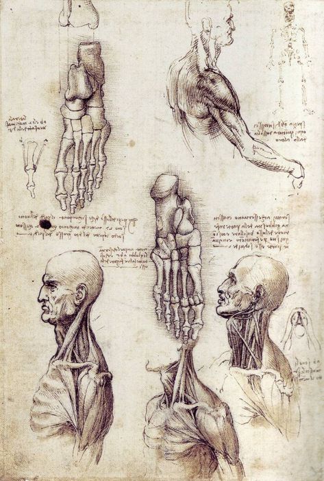 Leonardo da Vinci’s anatomical sketches. - Album on Imgur Vitruvian Man, Human Anatomy Art, Anatomy Sketches, Anatomy For Artists, Sketchbook Pages, Anatomy Drawing, Anatomy Reference, 판타지 아트, Anatomy Art