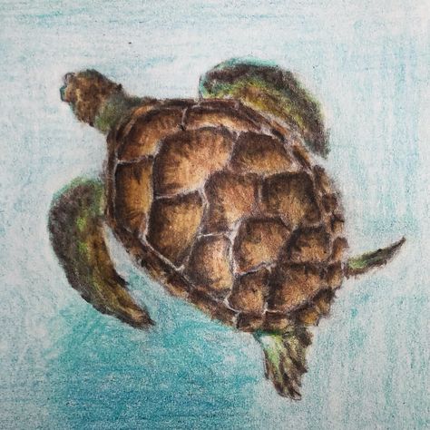 2] Turtle . . . . . . #turtle #drawing #artist #art #draw #sea #seaturtle #ocean #water #pencil #pencildrawing #colour #colours #colouring #hand #handdrawn #practice #learning #learn #animal #seaanimals #animals #sealife #seacreatures #seaanimal #creative #create Turtle Drawing Reference, Cute Sea Turtle Drawing, Turtle Drawing Color, Sea Drawing Colored Pencil, Turtle Drawing Color Pencil, Gcse Art Sea Life, Colored Pencil Sea Animals, Ocean With Colored Pencils, Gcse Art Sketchbook Under The Sea