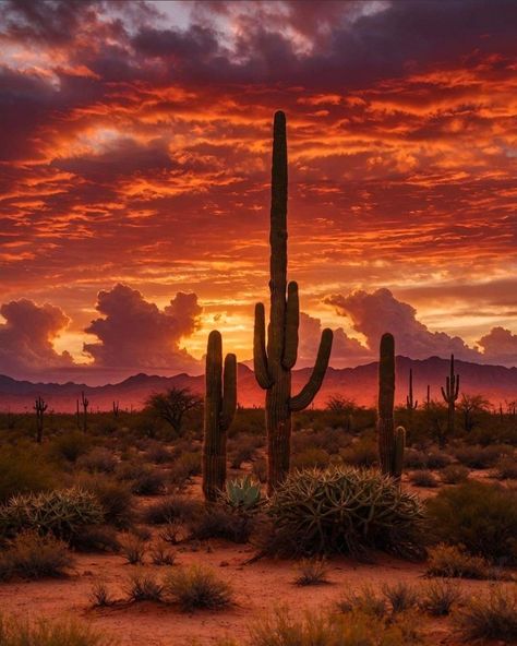 Southwest Desert Aesthetic, Mexico Landscape Photography, Arizona Desert Aesthetic, Desert Scenes, Sonora Desert, Desert Places, Desert Beauty, Desert Aesthetic, Arizona Sunset