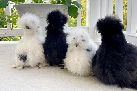 Top 6 Utterly Cute Chicken Breeds to Add to Your Flock Polish Frizzle Chicken, Chicken Breeds With Pictures, Polish Chickens Breed, Polish Chickens, Frizzle Chickens, Bantam Chicken Breeds, Plymouth Rock Chicken, Polish Chicken, Tiny Farm