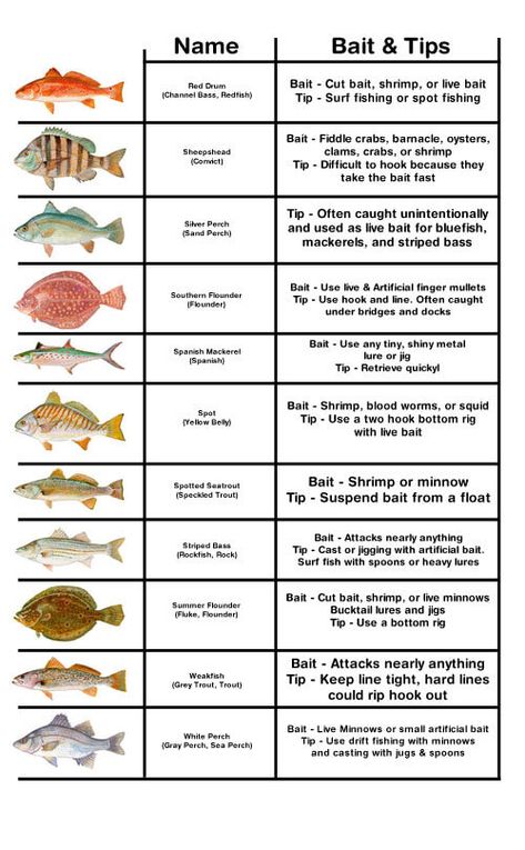 Homemade Fish Bait, Diy Fish Bait, Fish Infographic, Surf Fishing Tips, Fishing Catfish, Crappie Bait, Fish Chart, Fishing Baby, Fishing Hacks