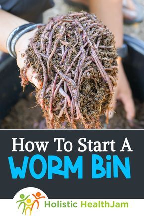 Vermicomposting Worm Farm, Worm Farm Diy, Worm Beds, Worm Composting Bin, Red Wiggler Worms, Worm Bin, Tattoo Plant, Red Worms, Kitchen Scraps