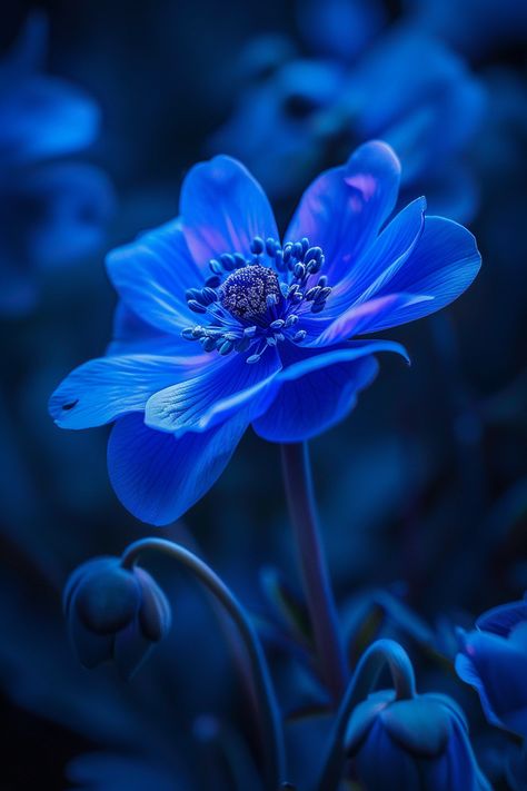 Blue Anemone Flower, Anemone Coronaria, Blue Anemone, Rock Gardens, Anemone Flower, Liquid Fertilizer, Vibrant Blue, Good Evening, Rock Garden