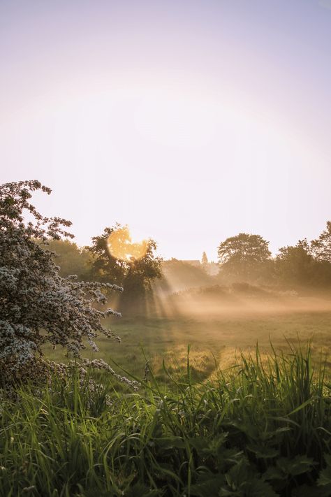 Utopia Dystopia, Foggy Weather, Grass Field, Sunny Weather, Nature Girl, Morning Light, Flowers Nature, Pretty Places, Beautiful World