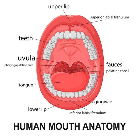 Human mouth anatomy, open mouth with explaining vector illustration Human Mouth Anatomy, Mouth Digestive System, Open Mouth Illustration, Open Mouth Drawing, Mouth Anatomy, Digestive System Anatomy, Human Mouth, Base Drawing, Mouth Drawing