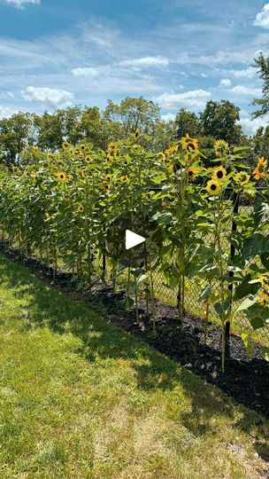 738K views · 41K reactions | Will you be growing a sunflower fence this summer?🌻 #gardenideas #sunflowers | Sabrina Pougnet Sunflower Fence Line, Sunflower Privacy Fence, Sunflower Fence, Chain Link Fence, Privacy Fence, Coop, This Summer, Fence, Mood Board