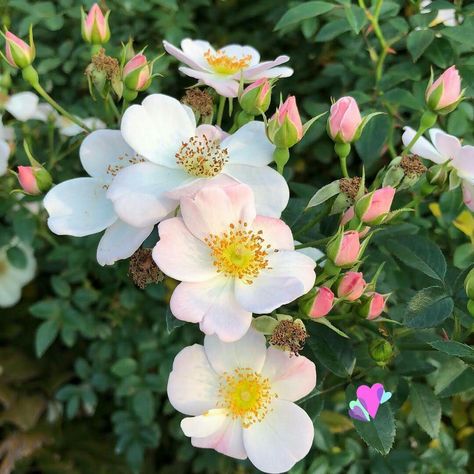 Wild Irish Rose, Charming Garden, Wild Roses, Flower Backgrounds, Real Flowers, Amazing Flowers, Flowers Photography, Rose Buds, Beautiful Roses